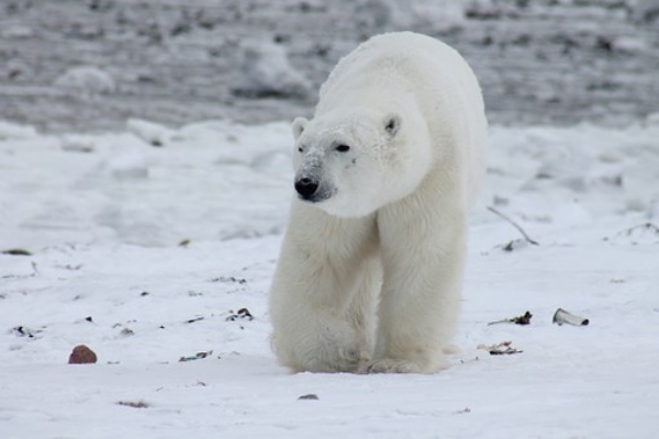 북극곰의 미래는 우리의 미래일까?